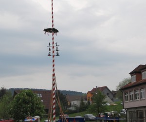 maibaum hd