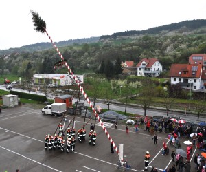 maibaum
