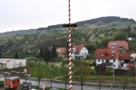 maibaum