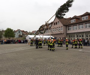 maibaum 2015