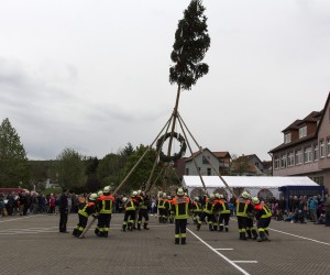 maibaum 2015