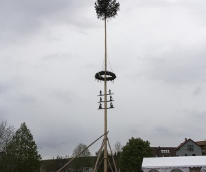 maibaum 2015