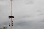 maibaum 2015