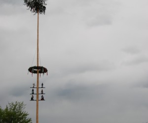 maibaum 2015