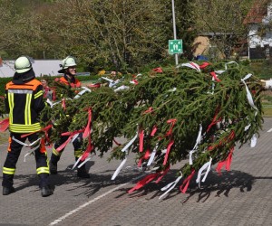 maibaum 300423