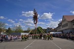 maibaum 300423