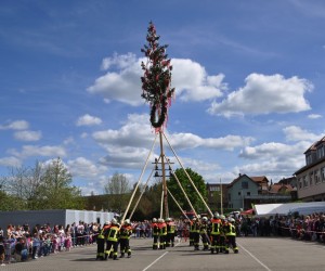 maibaum 300423