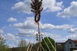 maibaum 300423