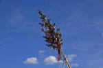 maibaum 300423